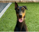 Small Doberman Pinscher