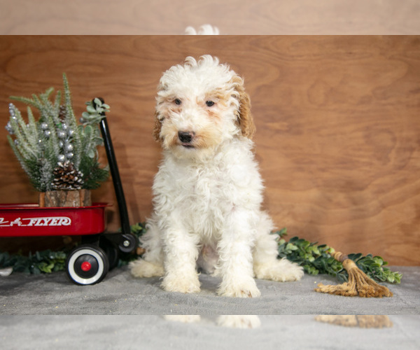 Medium Photo #24 Goldendoodle (Miniature) Puppy For Sale in WOLCOTTVILLE, IN, USA