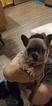Small Photo #1 French Bulldog Puppy For Sale in MOXEE, WA, USA