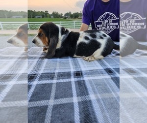 Basset Hound Puppy for sale in SCIPIO, IN, USA