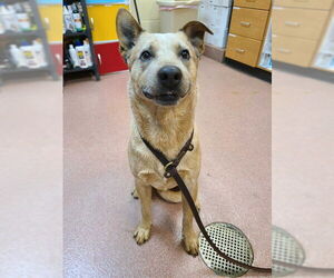 Australian Cattle Dog Dogs for adoption in Ogden, UT, USA