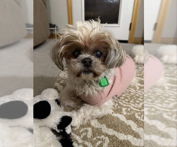 Medium Photo #2 Shih-Poo Puppy For Sale in Mukwonago, WI, USA