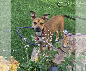 Labrador Retriever-Unknown Mix Dogs for adoption in Royal Palm Beach, FL, USA