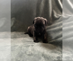 Small Photo #3 Pug Puppy For Sale in CLINTON, MI, USA