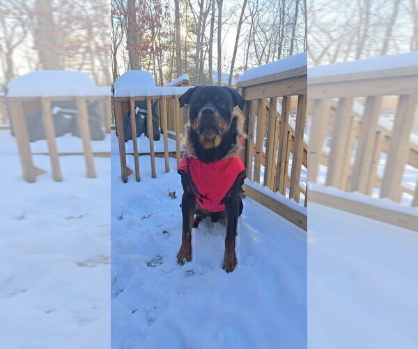Medium Photo #1 Rottweiler Puppy For Sale in TAUNTON, MA, USA