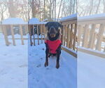 Small Photo #1 Rottweiler Puppy For Sale in TAUNTON, MA, USA