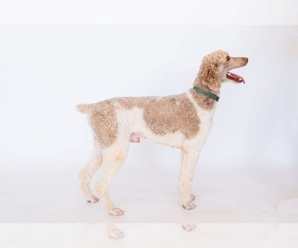 Medium Photo #1 Labradoodle Puppy For Sale in WILLCOX, AZ, USA