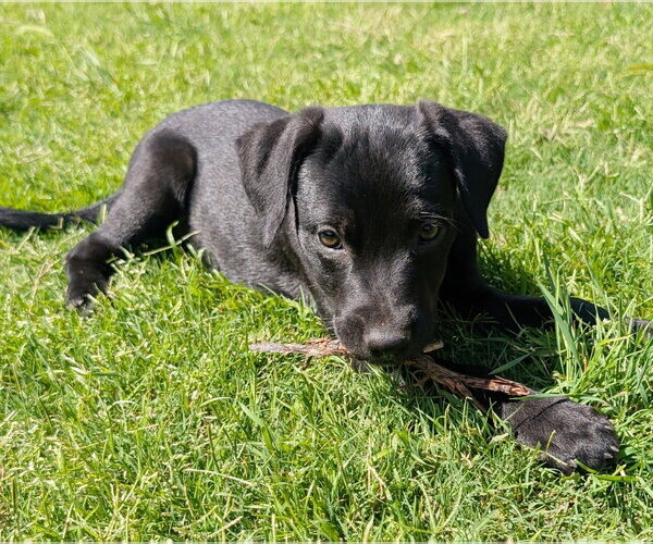 Medium Photo #4 Labrador Retriever-Unknown Mix Puppy For Sale in Fort Worth, TX, USA