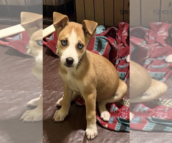 Medium Photo #1 Mutt Puppy For Sale in Royal Palm Beach, FL, USA
