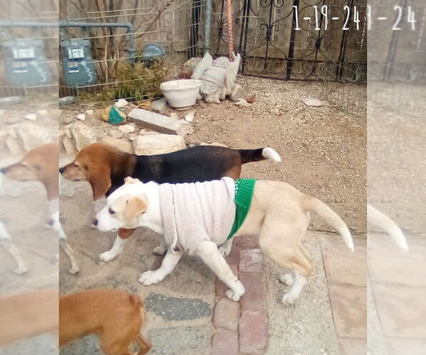 Medium Photo #20 Labrador Retriever-Unknown Mix Puppy For Sale in Apple Valley, CA, USA
