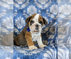 English Bulldog-Olde English Bulldogge Mix Puppy for sale in COCHRANVILLE, PA, USA