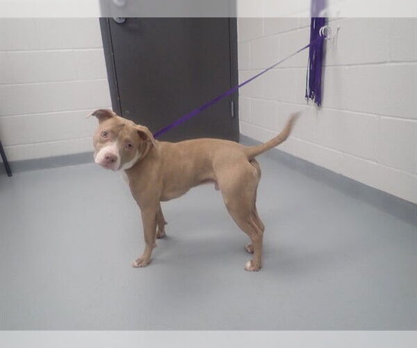 Medium Photo #1 American Pit Bull Terrier-Plott Hound Mix Puppy For Sale in St. Cloud, FL, USA