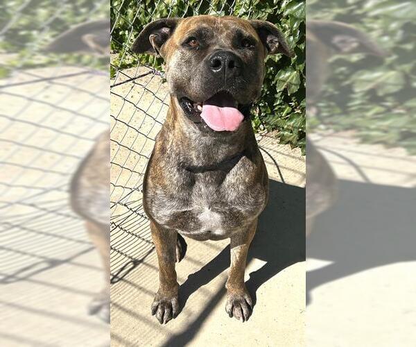 Medium Photo #2 Mastiff Puppy For Sale in Lodi, CA, USA