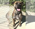 Small #1 Mastiff