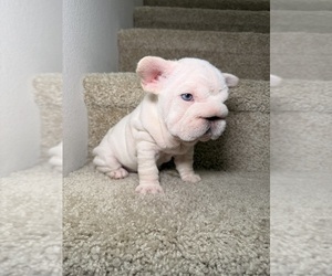 Medium French Bulldog