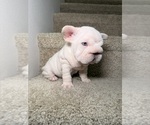 Puppy Pixie French Bulldog