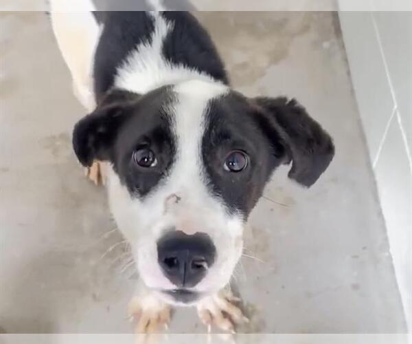 Medium Photo #2 Labrador Retriever Puppy For Sale in Houston, TX, USA