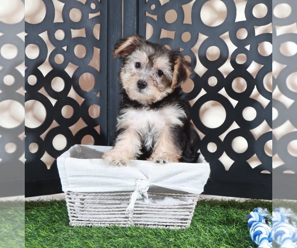 Medium Photo #1 Yo-Chon Puppy For Sale in MOUNT VERNON, OH, USA