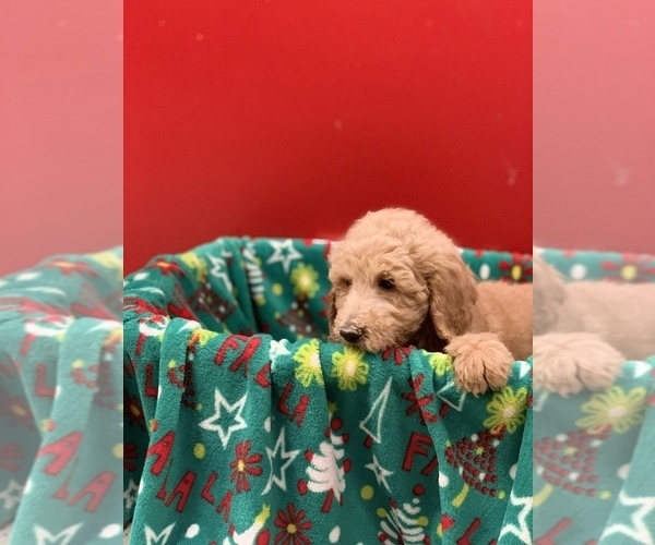 Medium Photo #4 Poodle (Standard) Puppy For Sale in WILSONVILLE, OR, USA