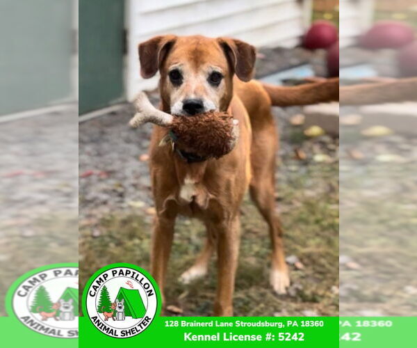 Medium Photo #11 Mutt Puppy For Sale in Stroudsburg, PA, USA