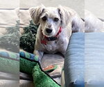 Small #1 Poodle (Miniature) Mix