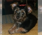 Small Photo #15 Yorkshire Terrier Puppy For Sale in NEVADA, TX, USA