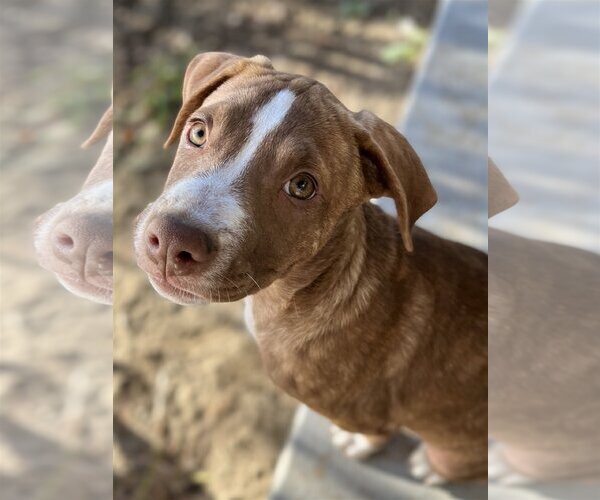Medium Photo #9 American Staffordshire Terrier-Labrador Retriever Mix Puppy For Sale in Dana Point, CA, USA