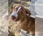 Small #8 American Staffordshire Terrier-Labrador Retriever Mix