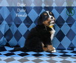 Small Photo #48 Bernese Mountain Dog Puppy For Sale in HARRISONBURG, VA, USA