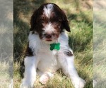 Puppy Pine Goldendoodle