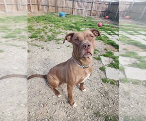 CJ - Female Mutt Dog for Adoption - Photo #6