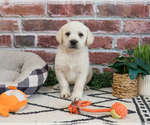 Small #4 Labrador Retriever