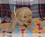 Puppy 3 Golden Retriever