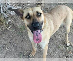 German Shepherd Dog-Unknown Mix Dogs for adoption in Waco, TX, USA
