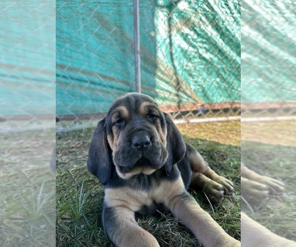 Medium Photo #1 Bloodhound Puppy For Sale in SWEET HOME, OR, USA