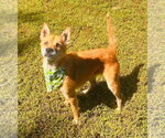 Small Photo #2 Mutt Puppy For Sale in Greenville, SC, USA