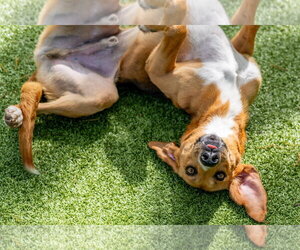 Brewster - Male Mutt Dog for Adoption - Photo #3
