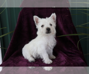 West Highland White Terrier Puppy for sale in SHILOH, OH, USA