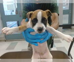 Small Black Mouth Cur Mix