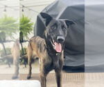 Small #3 Mutt