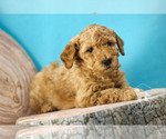 Small Photo #9 Goldendoodle Puppy For Sale in CARLOCK, IL, USA