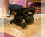 Small #12 Rottweiler Mix