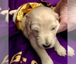 Small Photo #6 Goldendoodle-Poodle (Standard) Mix Puppy For Sale in BATON ROUGE, LA, USA
