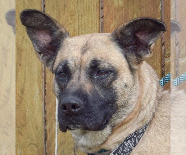 Medium Photo #6 Boxer-German Shepherd Dog Mix Puppy For Sale in Huntley, IL, USA