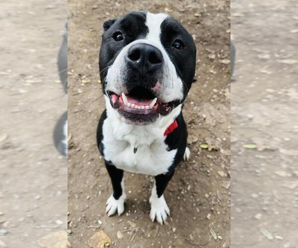 Medium Photo #1 Mutt Puppy For Sale in Santa Barbara, CA, USA