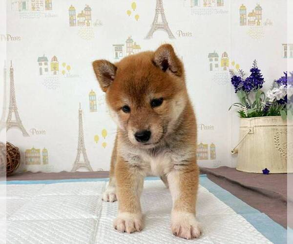 Medium Photo #3 Shiba Inu Puppy For Sale in DALLAS, TX, USA