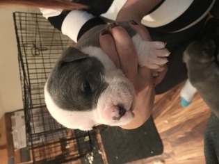 American Pit Bull Terrier Puppy for sale in BOURBONNAIS, IL, USA