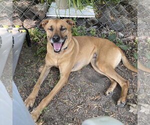 Mutt Dogs for adoption in Fargo, ND, USA