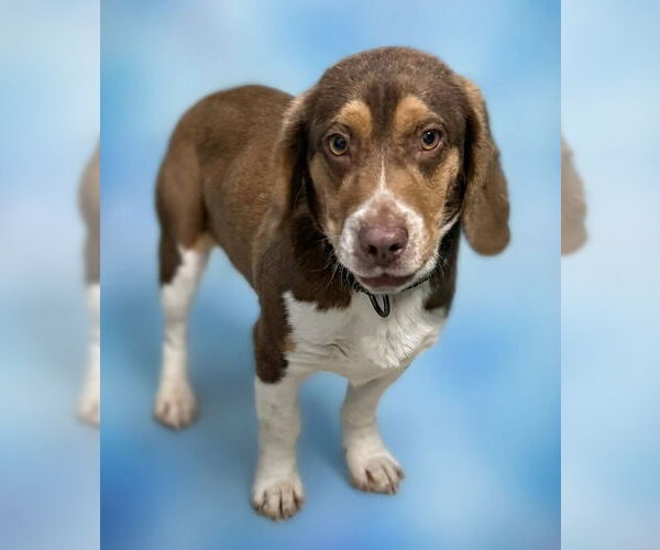 Medium Photo #2 Bagle Hound Puppy For Sale in Rustburg, VA, USA