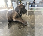Small Cane Corso